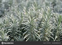 Attēlu rezultāti vaicājumam “Lavandula angustifolia leaf”