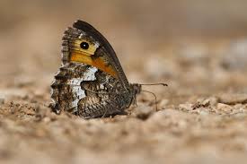 Attēlu rezultāti vaicājumam “Hipparchia semele”