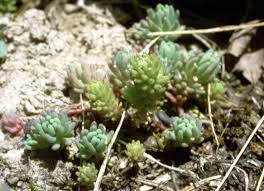 Attēlu rezultāti vaicājumam “Sedum pallidum bud”