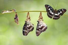 Image result for Papilionoidea