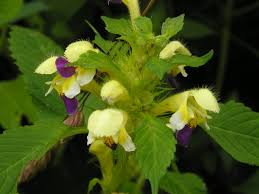Attēlu rezultāti vaicājumam “Galeopsis speciosa”