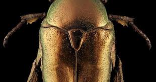 Attēlu rezultāti vaicājumam “Potosia cuprea imago”