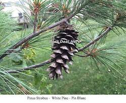 Attēlu rezultāti vaicājumam “Pinus strobus fruit”