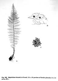 Attēlu rezultāti vaicājumam “Polystichum braunii”