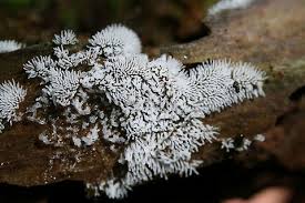 Attēlu rezultāti vaicājumam “Ceratiomyxaceae”