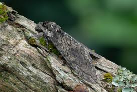 Attēlu rezultāti vaicājumam “Scapania mucronata macro”