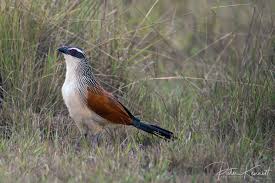 Attēlu rezultāti vaicājumam “Lycogala convexum young”