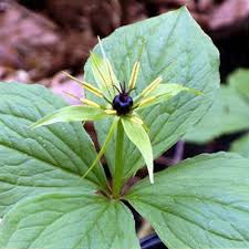 Attēlu rezultāti vaicājumam “Paris quadrifolia”