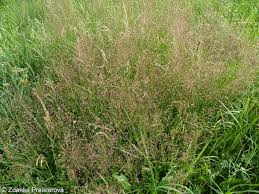 Attēlu rezultāti vaicājumam “Agrostis capillaris”