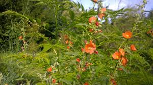 Attēlu rezultāti vaicājumam “Sclerophora farinacea”