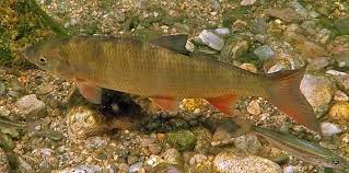 Image result for Chondrostoma nasus