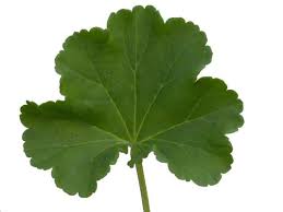 Attēlu rezultāti vaicājumam “Geranium bohemicum leaf”