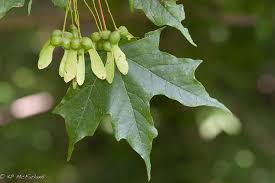 Attēlu rezultāti vaicājumam “Acer saccharinum fruit”