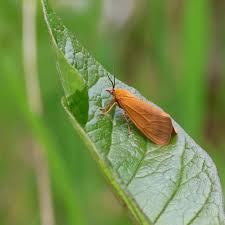 Attēlu rezultāti vaicājumam “Aphelia viburniana”