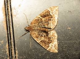 Attēlu rezultāti vaicājumam “Eulithis prunata”