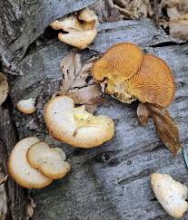 Attēlu rezultāti vaicājumam “Phyllotopsis nidulans”