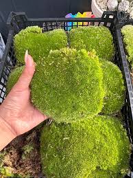 Attēlu rezultāti vaicājumam “Leucobryum glaucum”