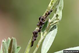 Attēlu rezultāti vaicājumam “Aphis confusa”