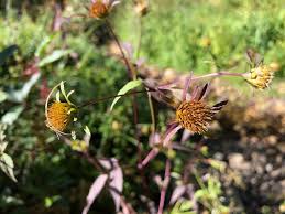 Attēlu rezultāti vaicājumam “Bidens frondosa flower”