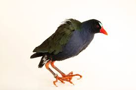 Image result for Porphyrio alleni