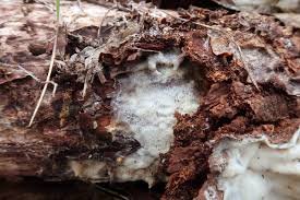 Attēlu rezultāti vaicājumam “Antrodia pulvinascens”