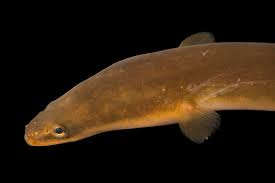 Image result for Anguilla rostrata