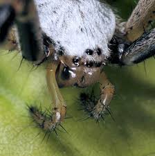 Attēlu rezultāti vaicājumam “Argiope bruennichi female”