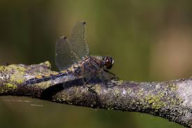 Attēlu rezultāti vaicājumam “Leucorrhinia rubicunda”