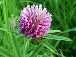 Attēlu rezultāti vaicājumam “Trifolium alpestre”