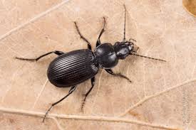 Attēlu rezultāti vaicājumam “Pterostichus aethiops”