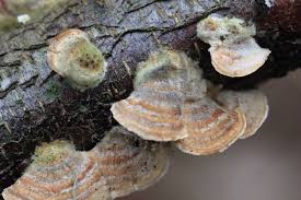 Attēlu rezultāti vaicājumam “Trametes hirsuta”