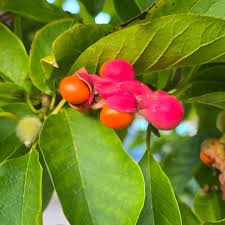 Attēlu rezultāti vaicājumam “Magnolia kobus fruit”