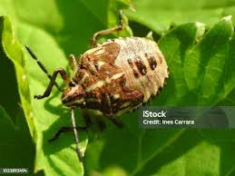 Attēlu rezultāti vaicājumam “Carpocoris sp. nymph”