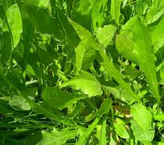 Attēlu rezultāti vaicājumam “Leontodon hispidus fruit”