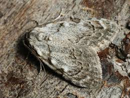 Attēlu rezultāti vaicājumam “Nola confusalis”