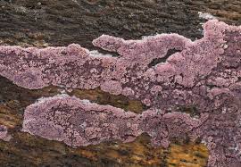 Attēlu rezultāti vaicājumam “Ceriporia viridans”