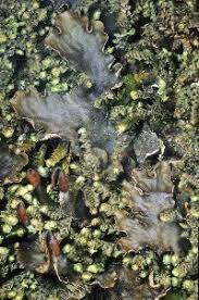 Attēlu rezultāti vaicājumam “Peltigera polydactylon”