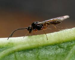 Attēlu rezultāti vaicājumam “Rhopalosiphum oxyacanthae”