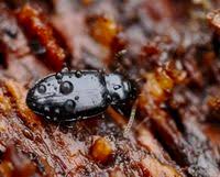 Attēlu rezultāti vaicājumam “Tachyta nana”