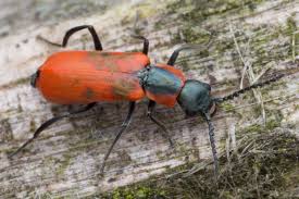 Attēlu rezultāti vaicājumam “Anthocomus rufus”