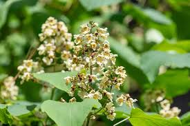 Attēlu rezultāti vaicājumam “Catalpa ovata fruit”