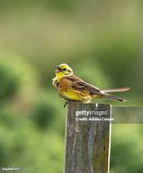 Attēlu rezultāti vaicājumam “Emberiza citrinella male”