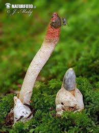 Attēlu rezultāti vaicājumam “Mutinus caninus”