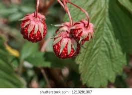 Attēlu rezultāti vaicājumam “Fragaria viridis flower”
