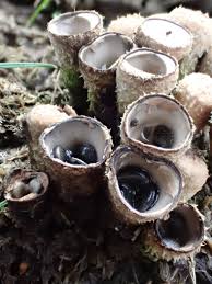 Attēlu rezultāti vaicājumam “Stemonitis foliicola stalked”