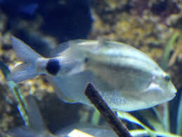 Image result for Oblada melanurus