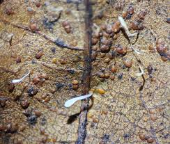 Attēlu rezultāti vaicājumam “Typhula setipes”