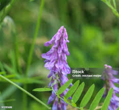 Attēlu rezultāti vaicājumam “Vicia cracca leaf”