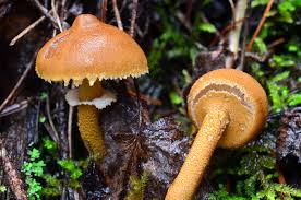 Attēlu rezultāti vaicājumam “Cystoderma amianthinum”