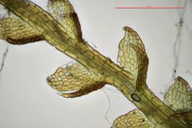 Attēlu rezultāti vaicājumam “Cephalozia bicuspidata”